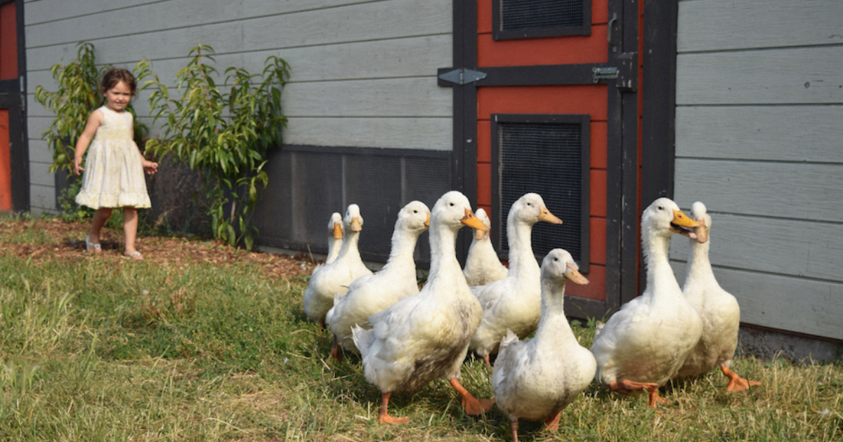 How to buy a down jacket that isn’t made from tortured geese Huck