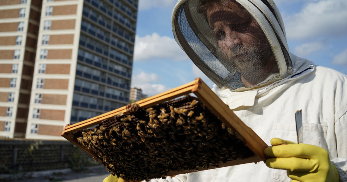 The Londoners fighting to save the with bumble bees Huck