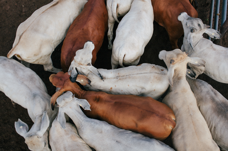 BRJC_CattleStations_LowResEdit (5 of 60)