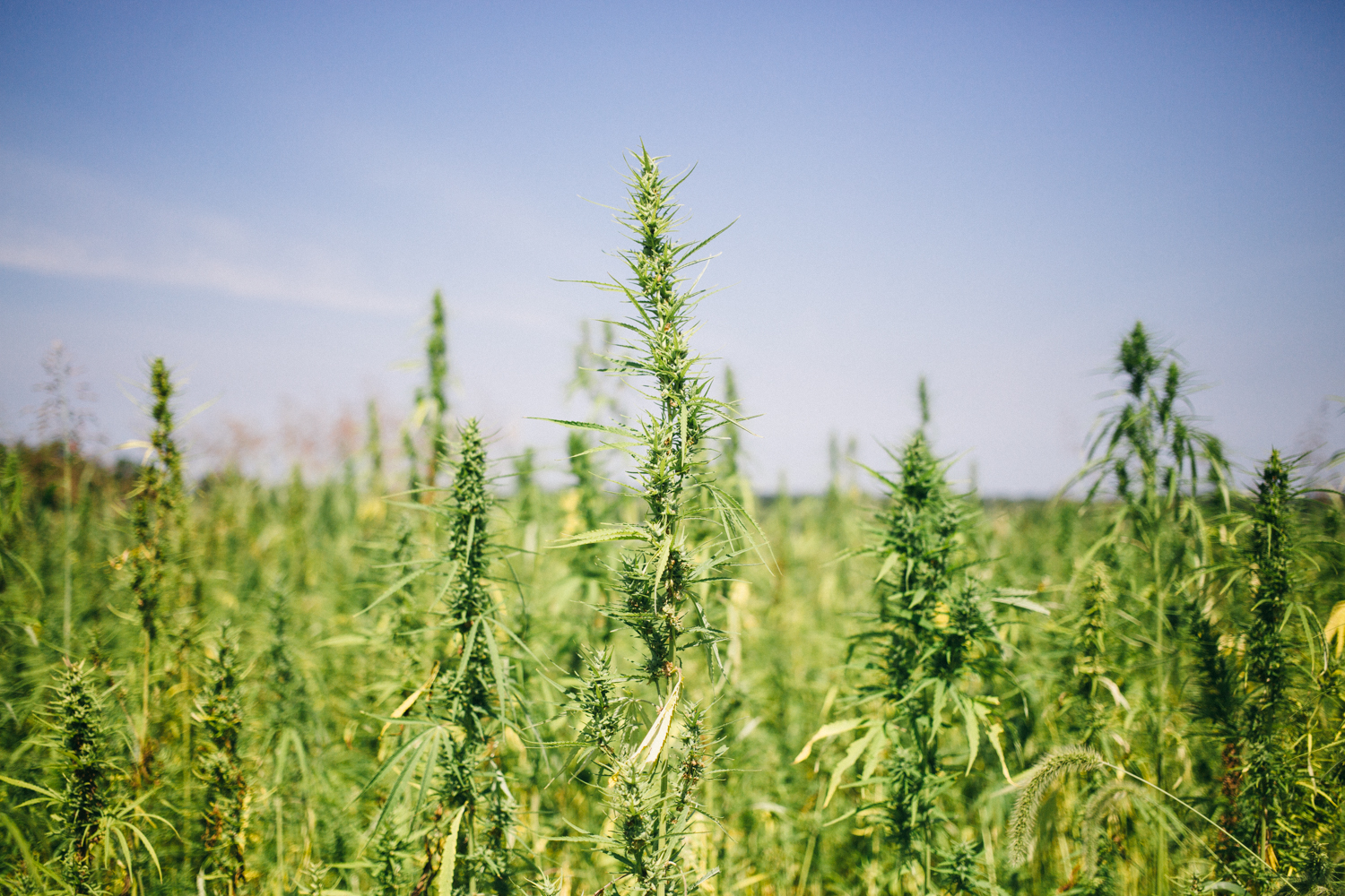 Taken by D.Hedden 2015