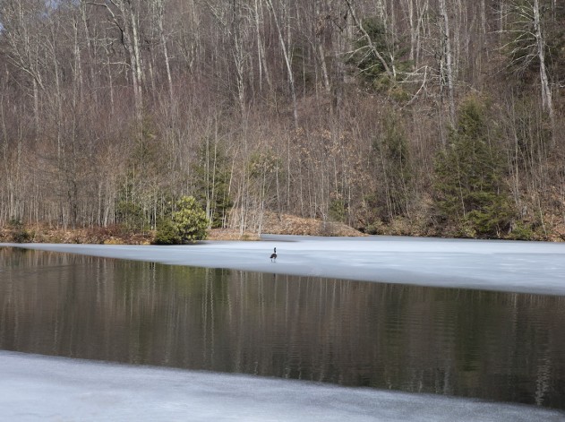 woolrich_goose_frozenlake