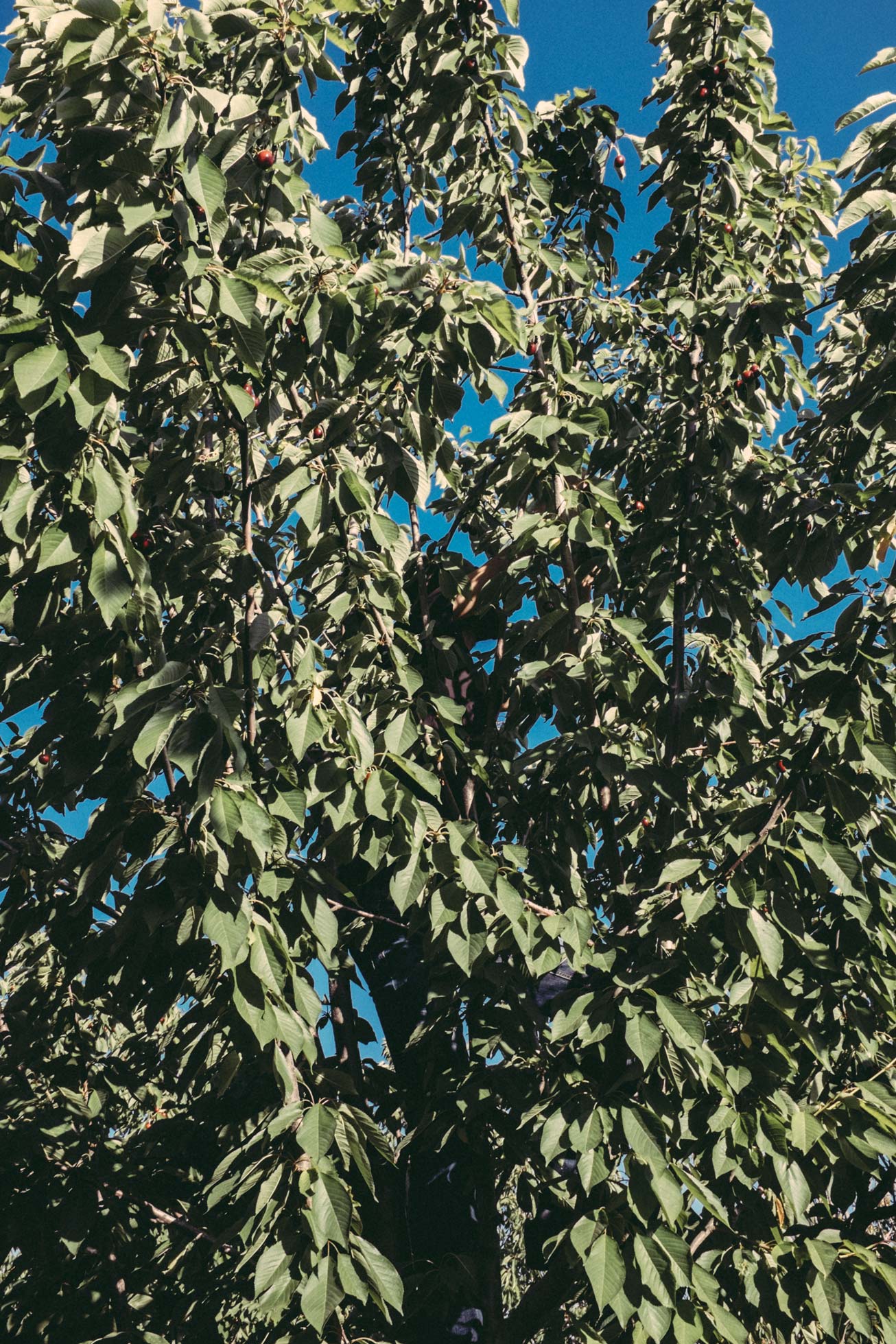 21-EmineSevim-HOMEDEL-_DSF1213