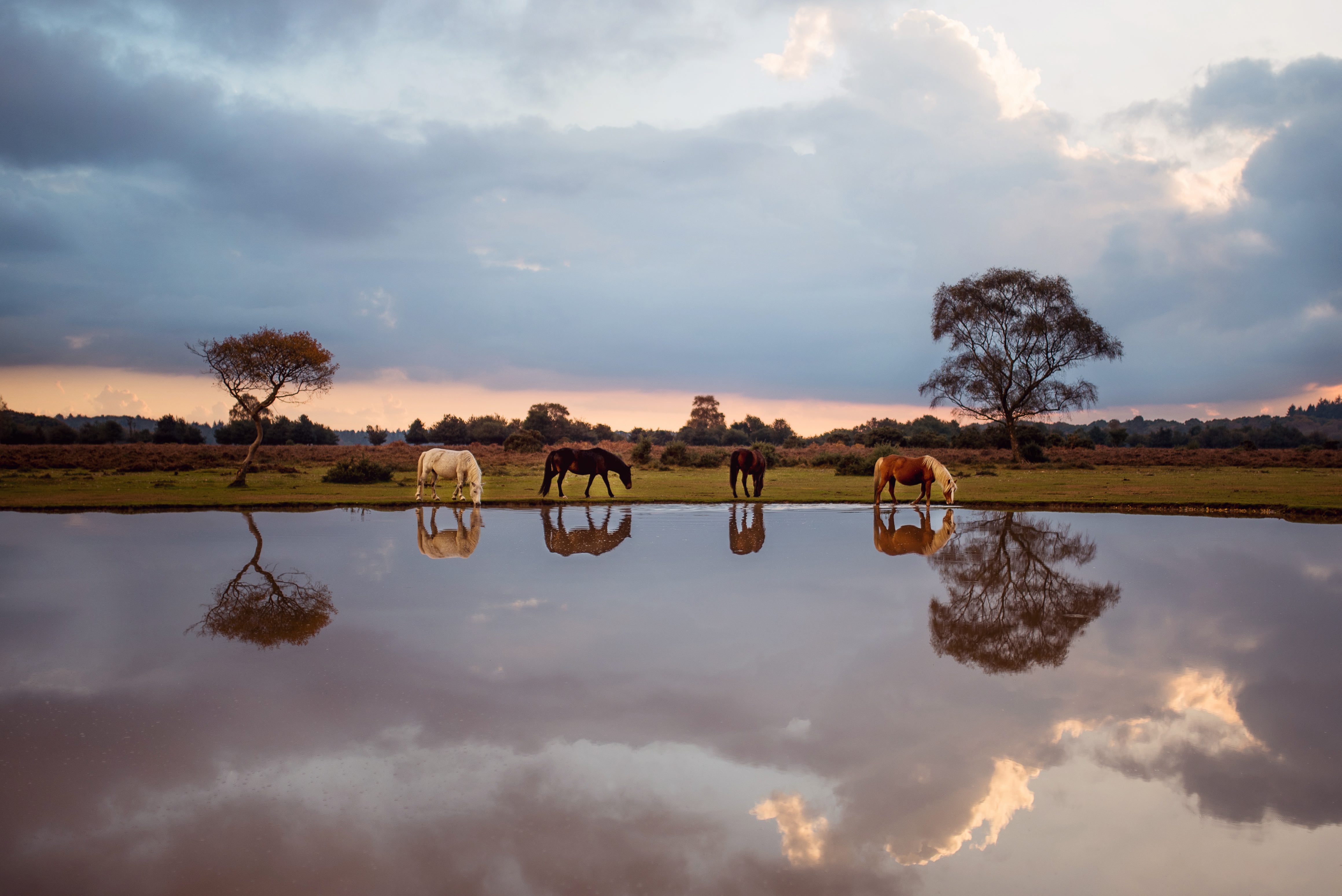 Photo by Daren Baker - Fritham, New Forest, England. 