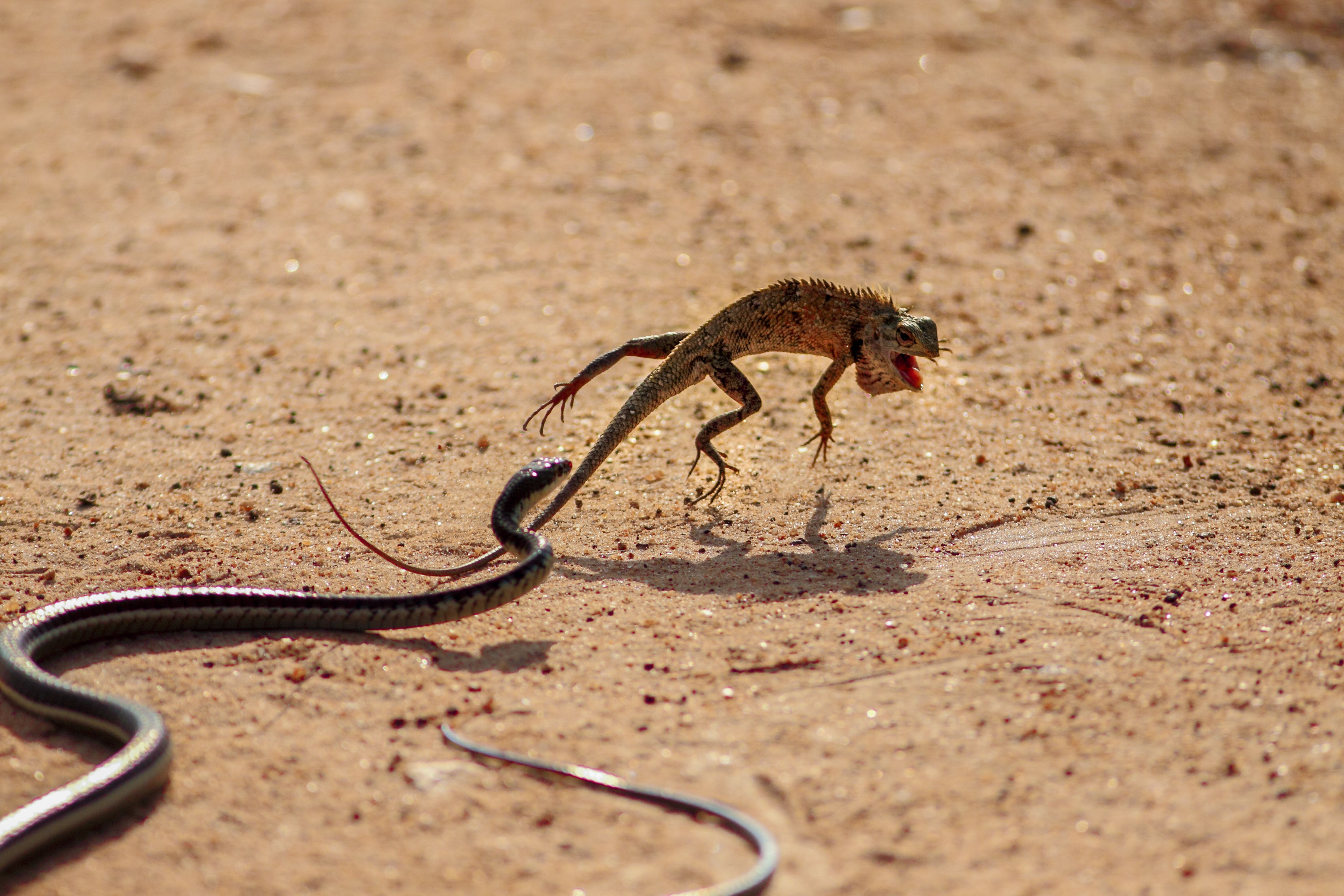 Photo by Sajith Buddikha Withanage - ala National Park, Sri Lanka. 