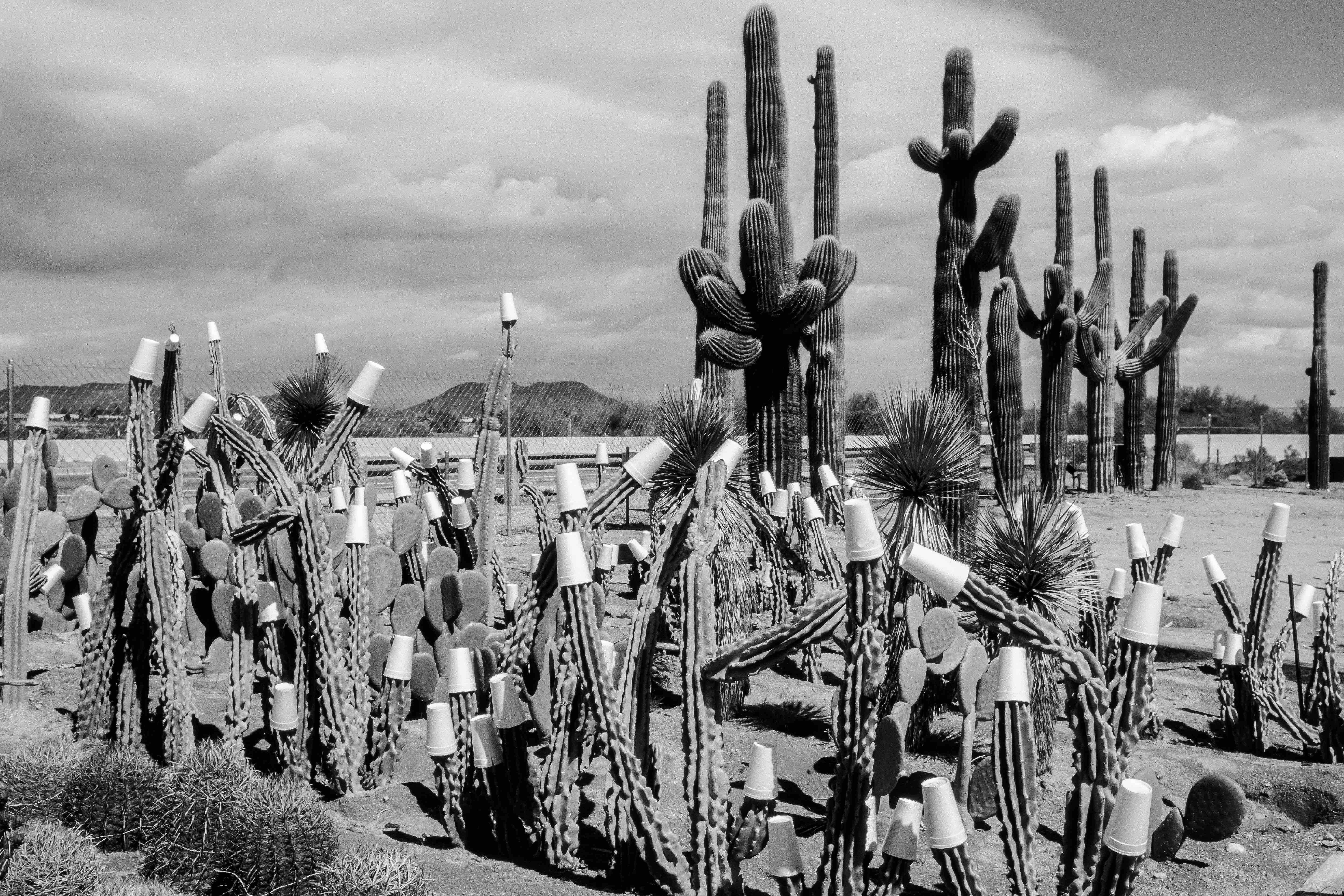 Winter cactus garden. Paper cups to protect against night frosts. 1992.