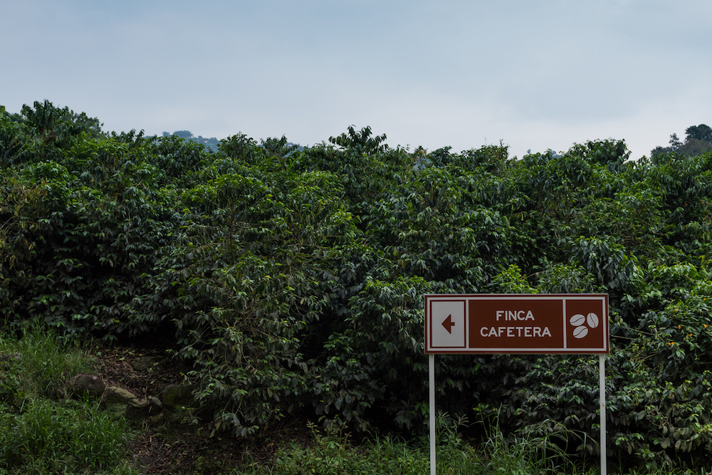 Coffee bushes and a coffee house sign at Hacienda Venecia